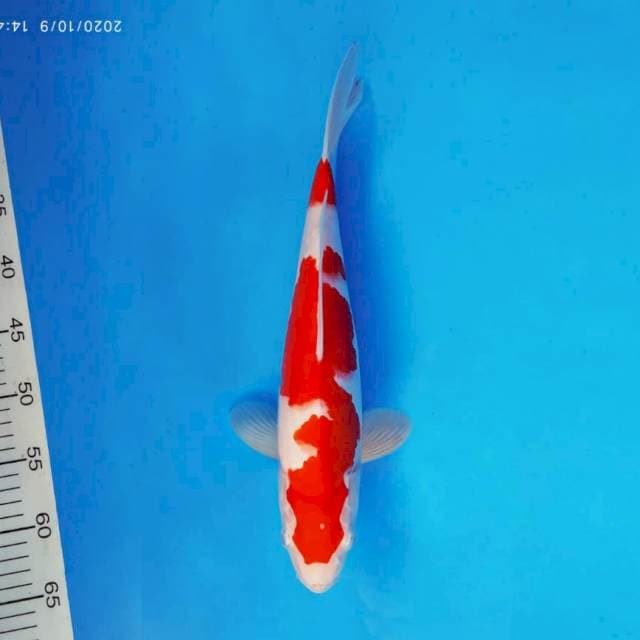 DOJO 2 ~ KOHAKU ™