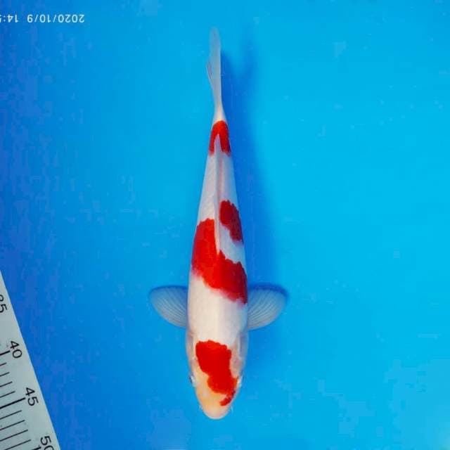 DOJO 7 ~ KOHAKU ™