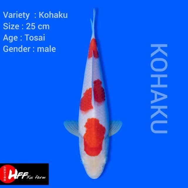 F1 matsue kohaku