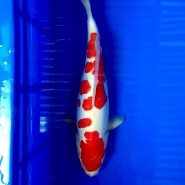 Kohaku doitsu super red