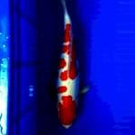 Kohaku doitsu super red