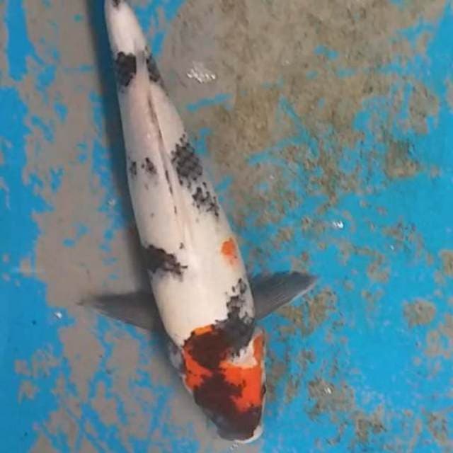 Kindai showa 36cm