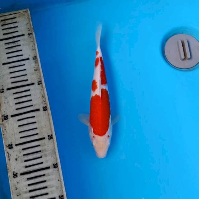 Kohaku, 24cm 