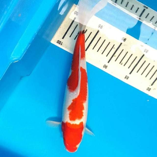 Kohaku 1 dot 34cm