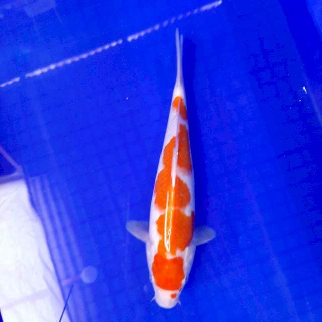 KOHAKU ORI || 25*