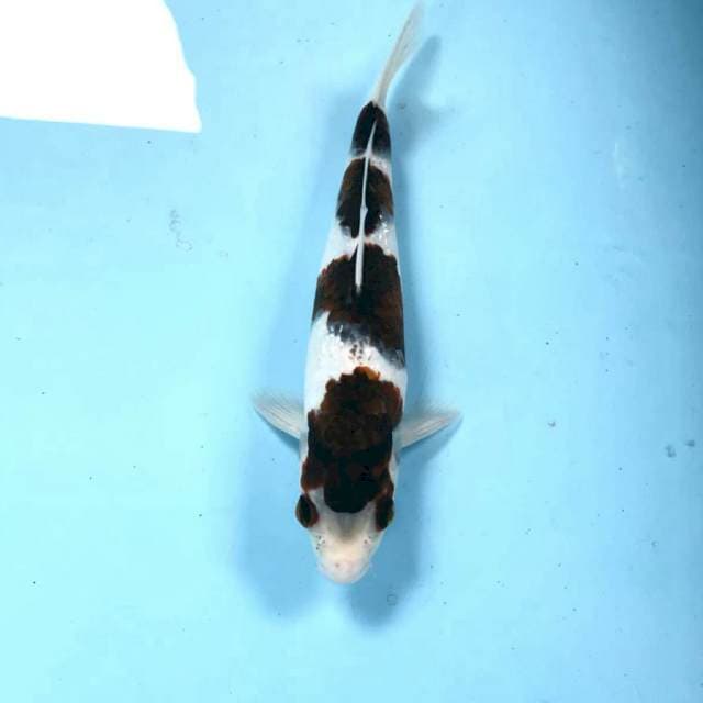 Budo Goromo, 25 cm