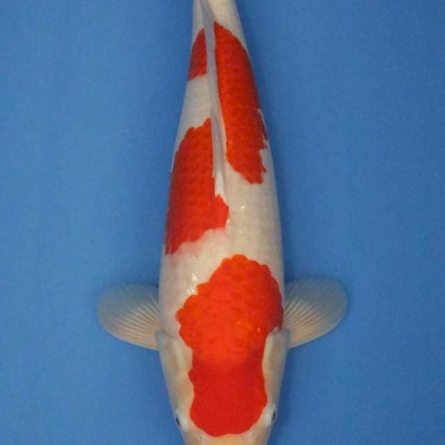 Kohaku Good Quality