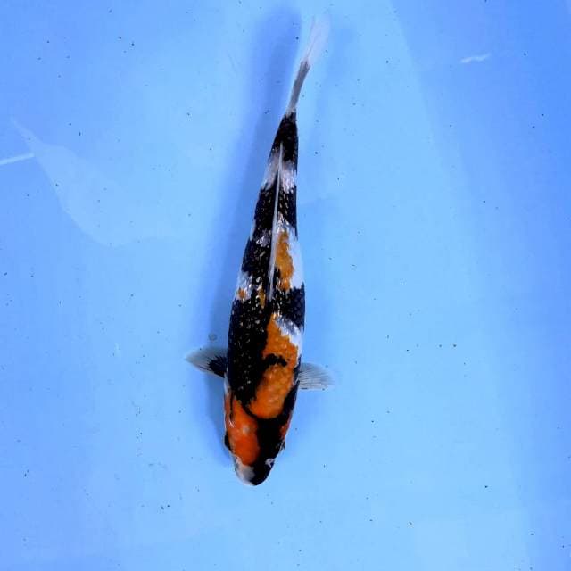 Showa Ginrin, 24 cm