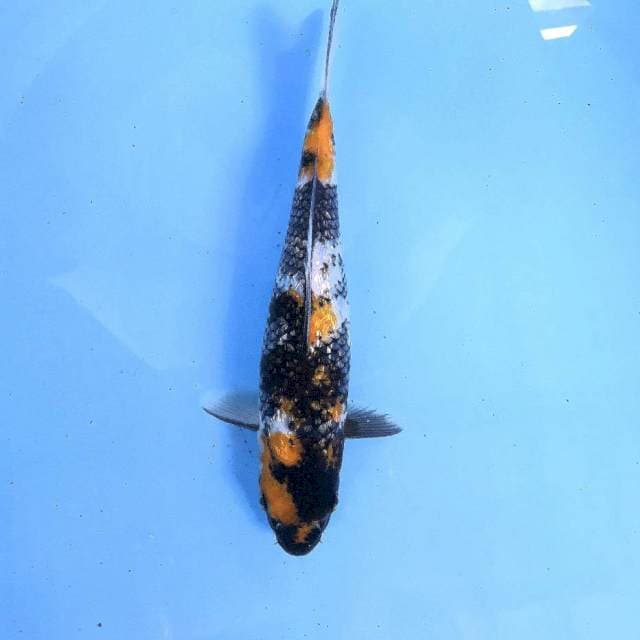 Showa Ginrin, 27 cm