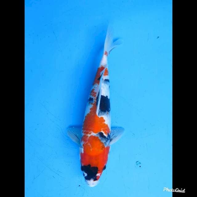 33cm , Male , Showa Tategoi 