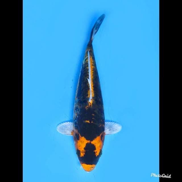 21cm , Sumimaru Kabuto