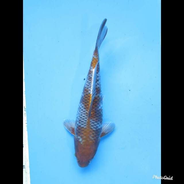 32cm , JT Ochiba Shigure