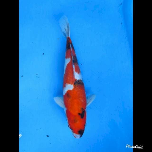31cm , Inazuma Showa