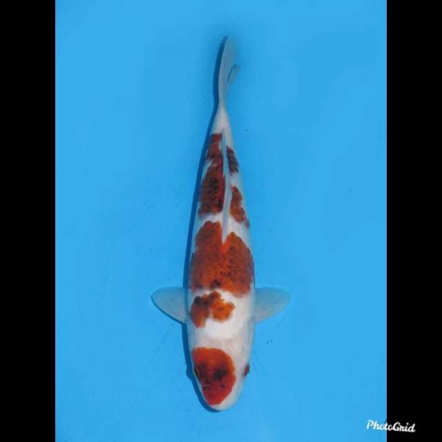 34cm , Sakura Ai Goromo