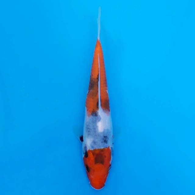 showa 20cm