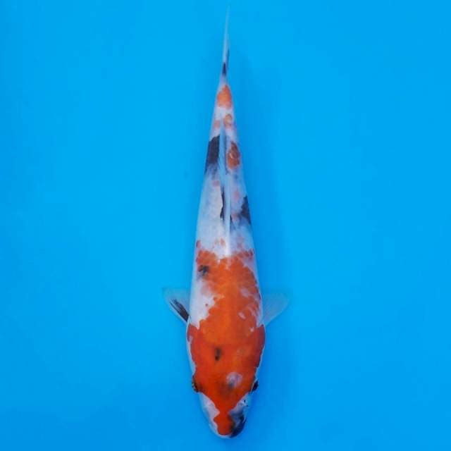 showa 20cm