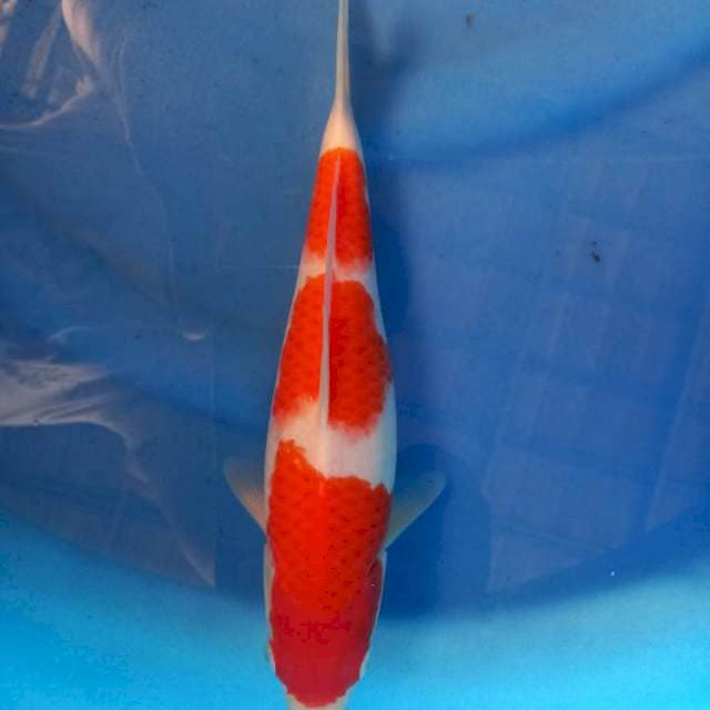 Kohaku Calon Badak