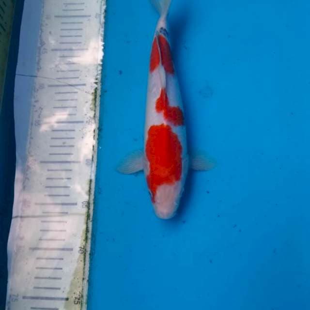 GOSANKE 30CM