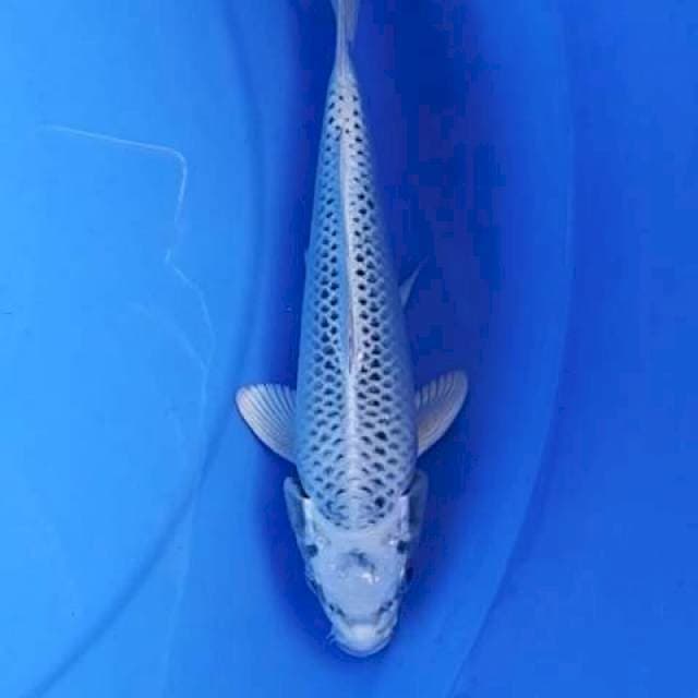 Gin matshuba 21 cm
