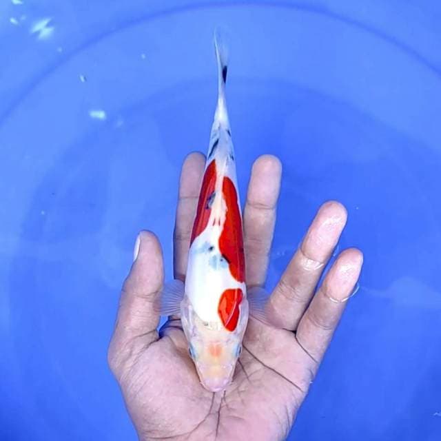 doitsu kohaku// 20 cm
