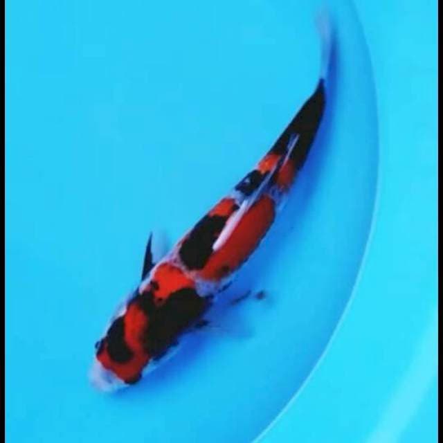 Showa 28cm