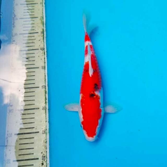 Sanke Male 30cm