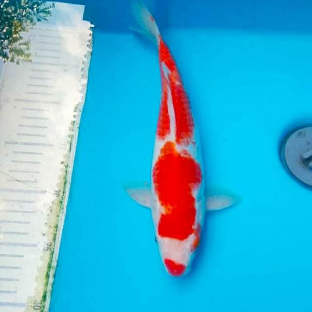 Kohaku kucibeni 30cm
