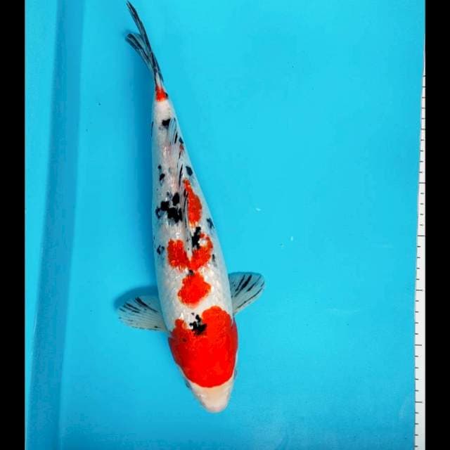 Sanke ginrin 33 cm 
