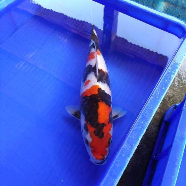 Showa sanshoku