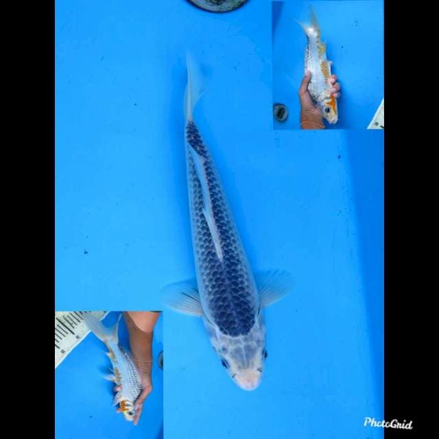 30cm , Male , Asagi