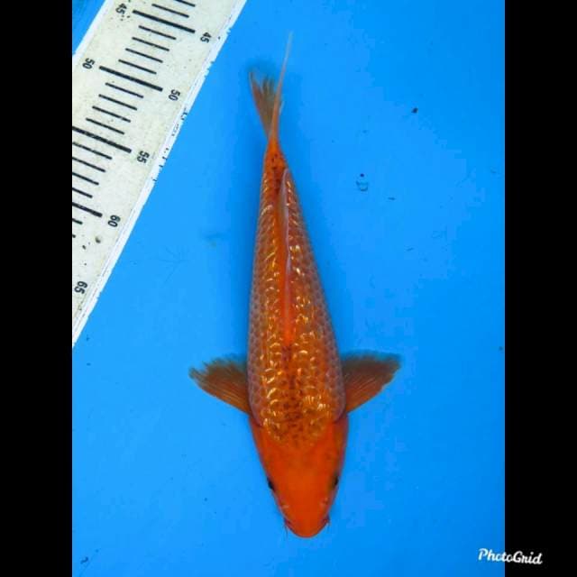 30cm , Fml ,Ginrin Bakat Jumbo