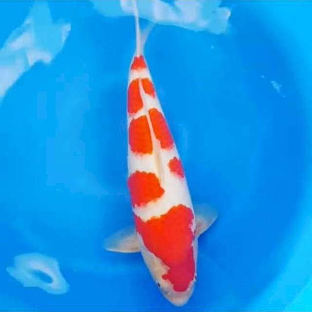 Kohaku 58Cm