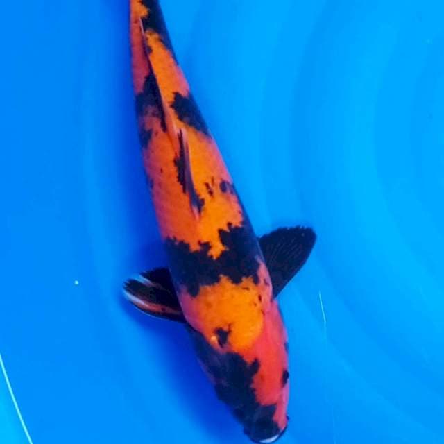 Hi Utsuri 37 cm. 