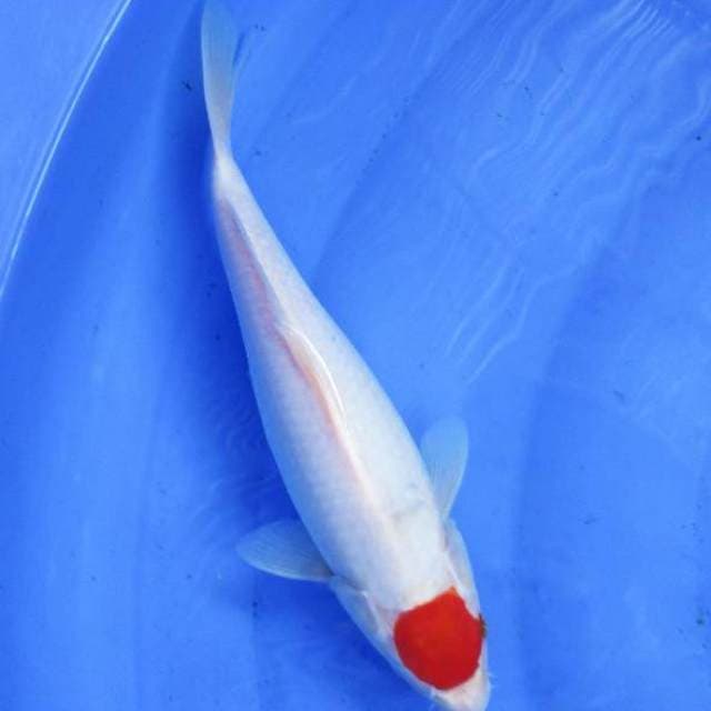 Tancho Kohaku