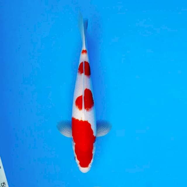 HANA 2 - Kohaku ®