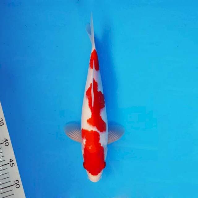 HANA 3 - Kohaku ®