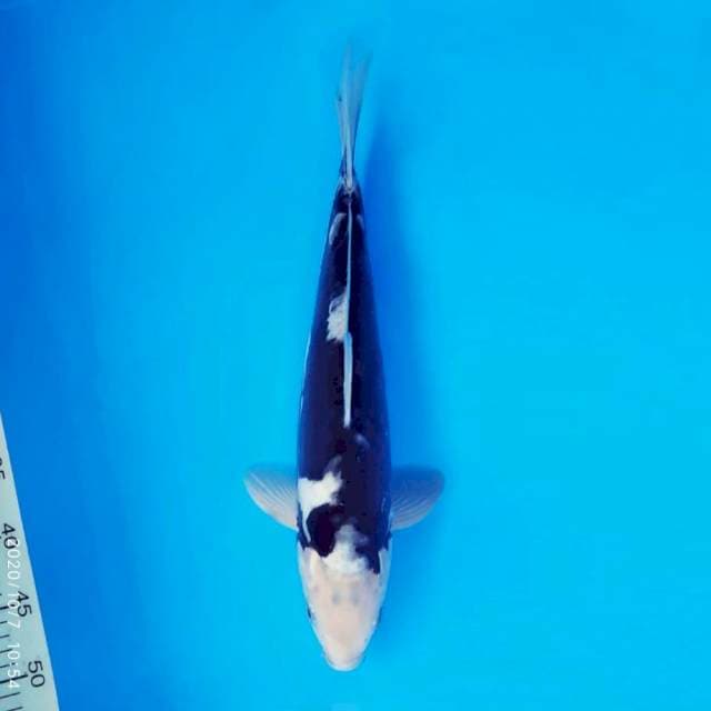 HANA 4 - Kumonryu ®