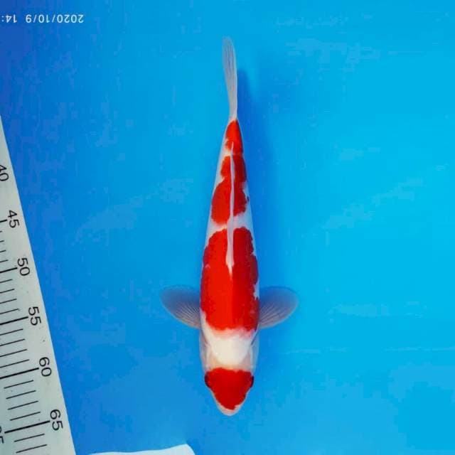HANA 5 - Maruten Kohaku ®