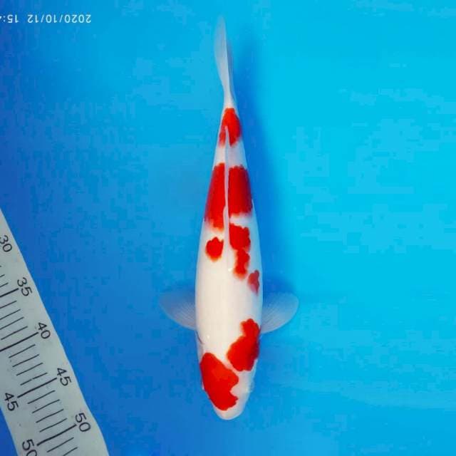 HANA 10 - Kohaku ®