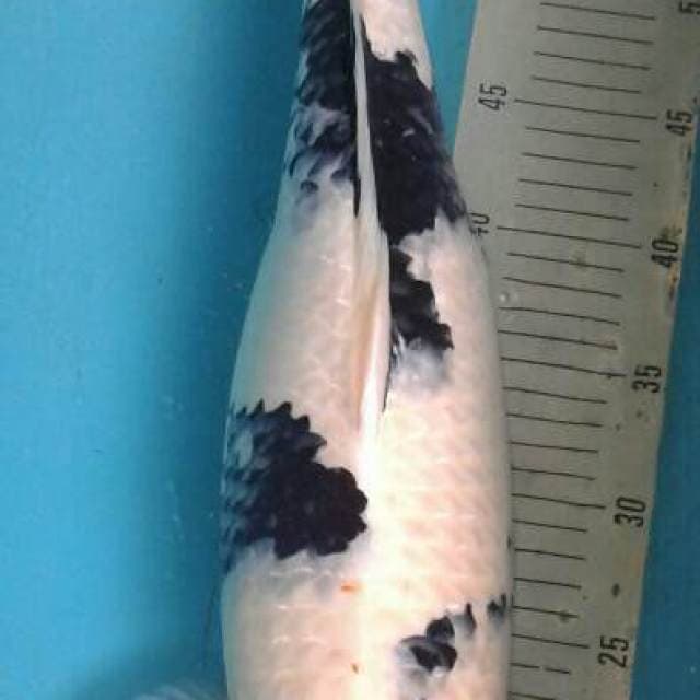 Shiro Female 54cm 