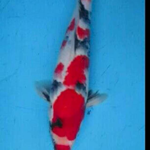 sowa merah .