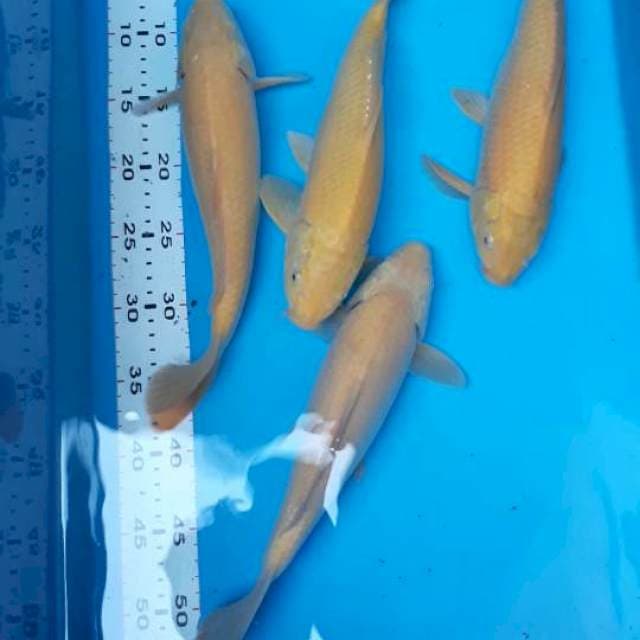 Karasi 30-32 cm