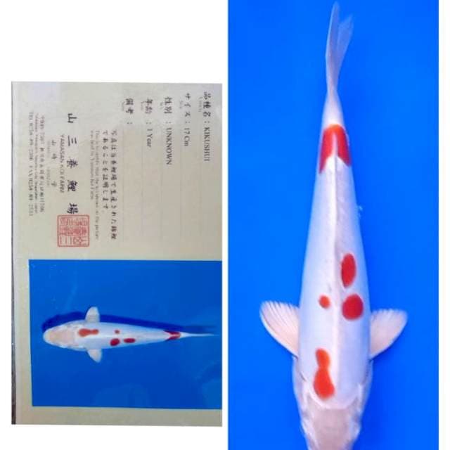 Kikushui Import Serti Yamasan