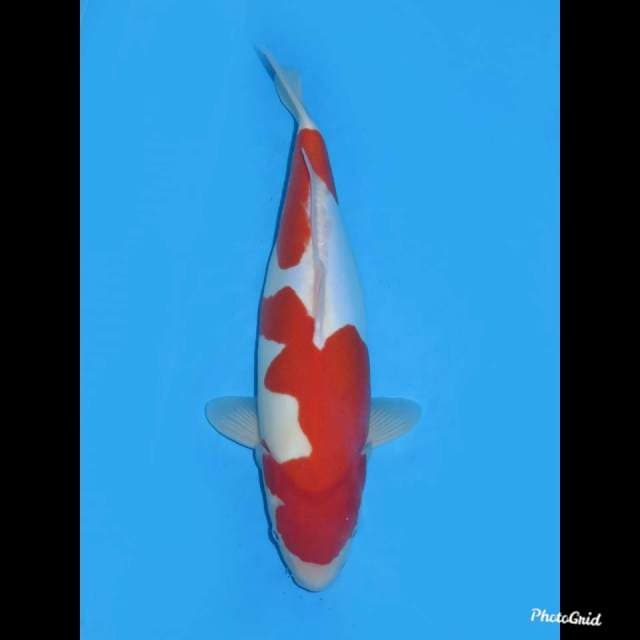 40bu ,Fml , Kohaku Doitsu Murni