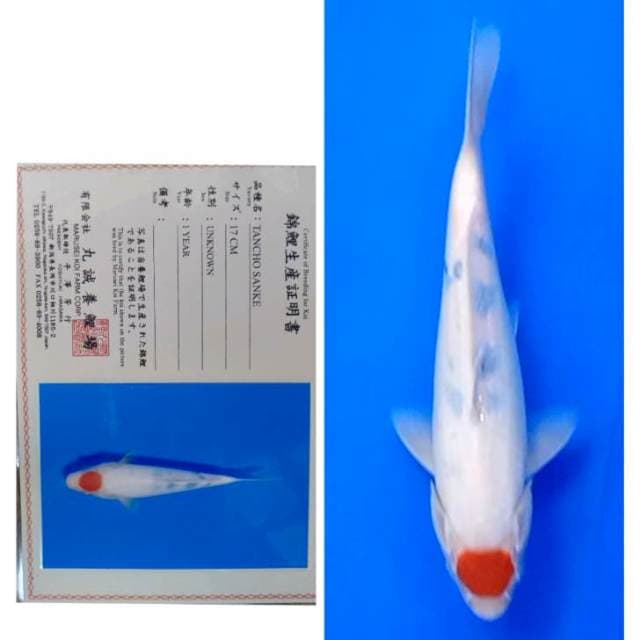 Tancho Sanke Import Serti Marusei Hot