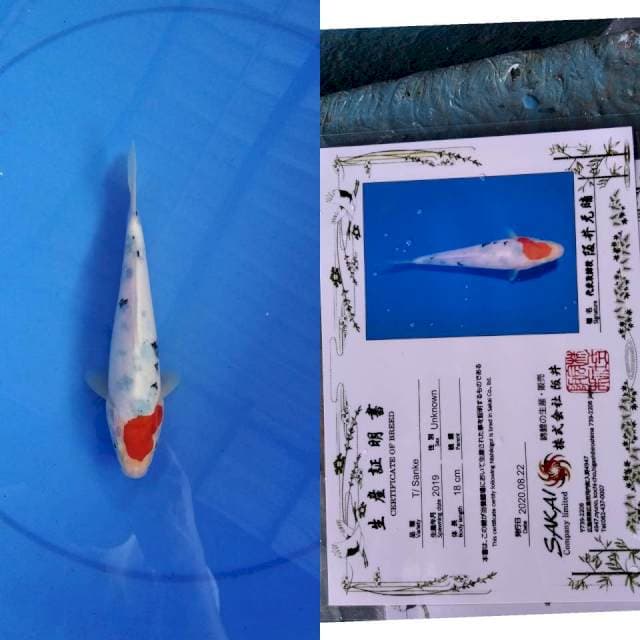 T sanke SAKAI ltd serti