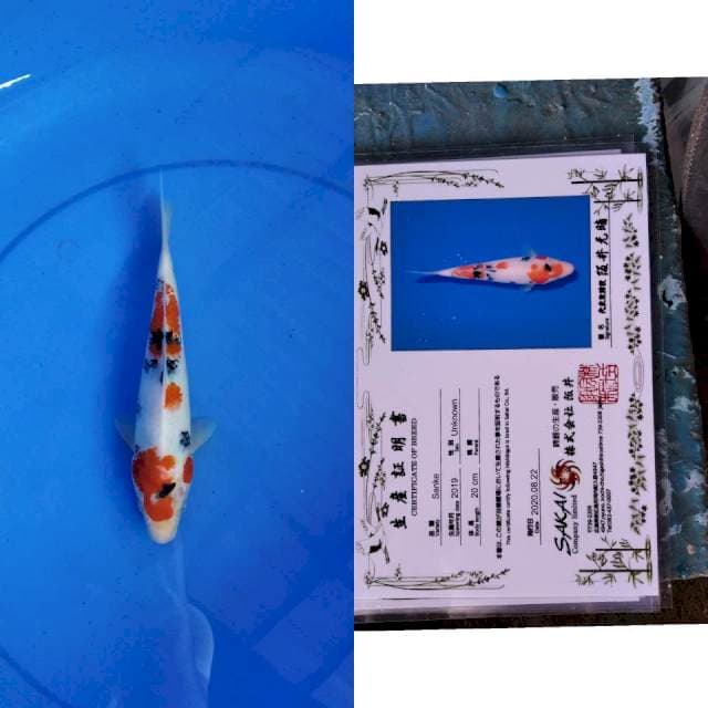 Sanke SAKAI Ltd serti
