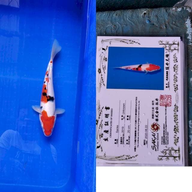 Sanke SAKAI Ltd serti