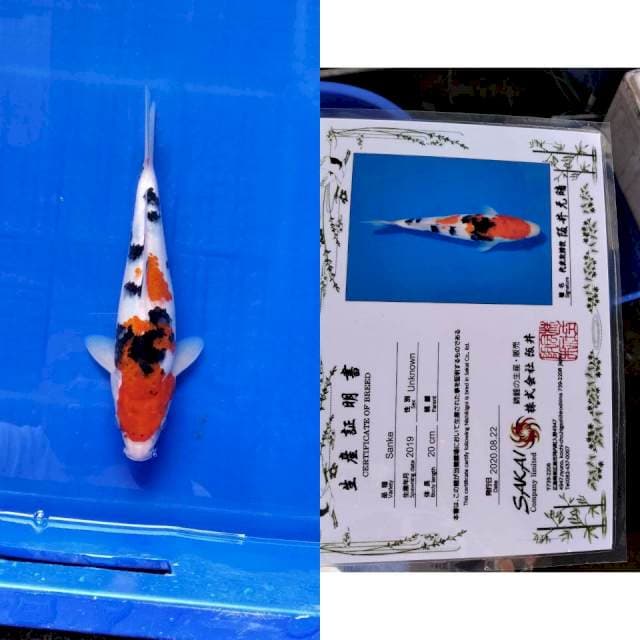Sanke SAKAI Ltd