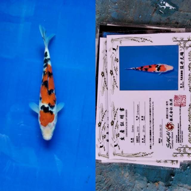 Sanke SAKAI Ltd